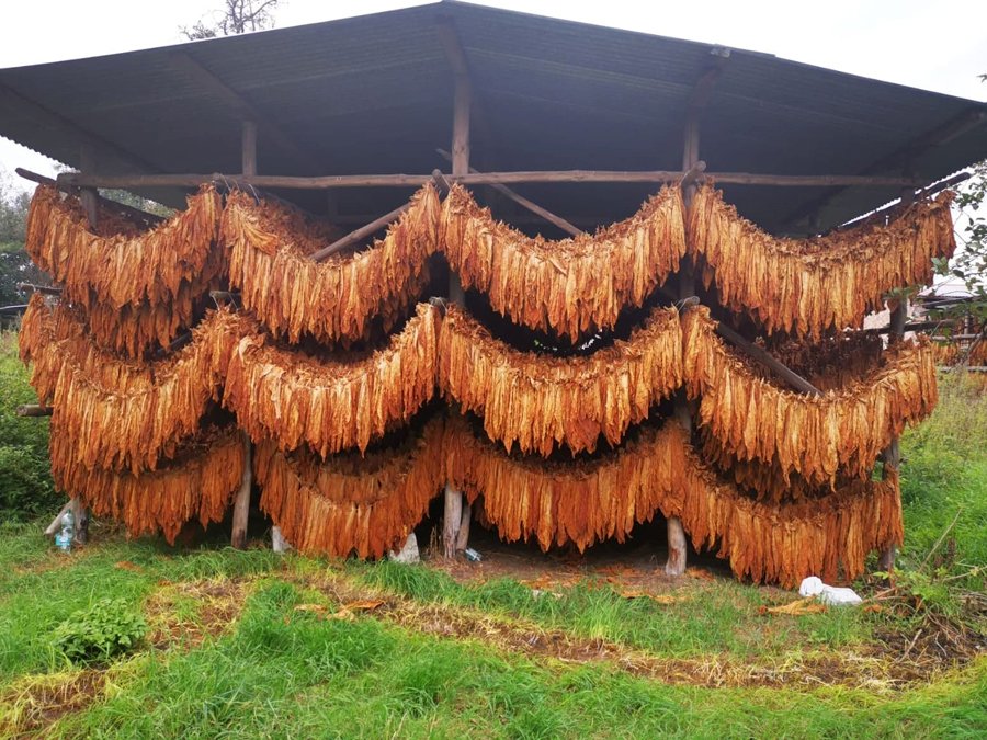 Drying Burley tobacco with the air curing method