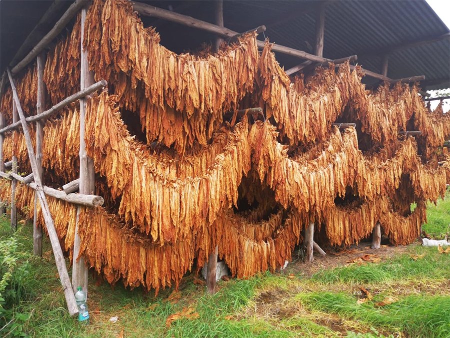 Drying Burley tobacco with the air curing method