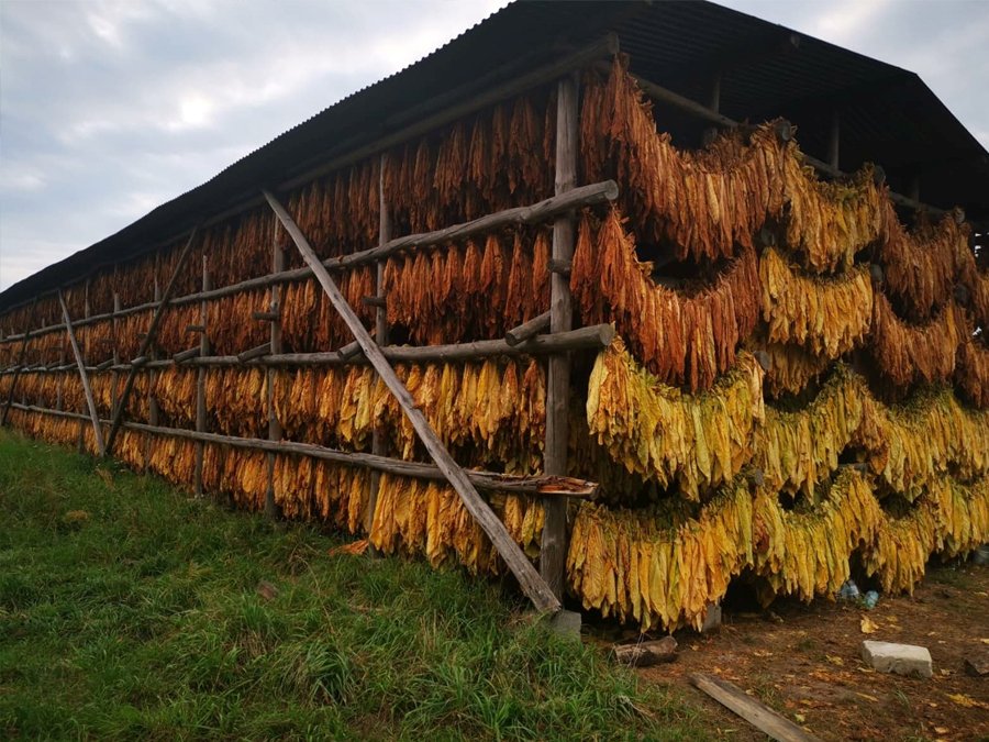 Drying Burley tobacco with the air curing method