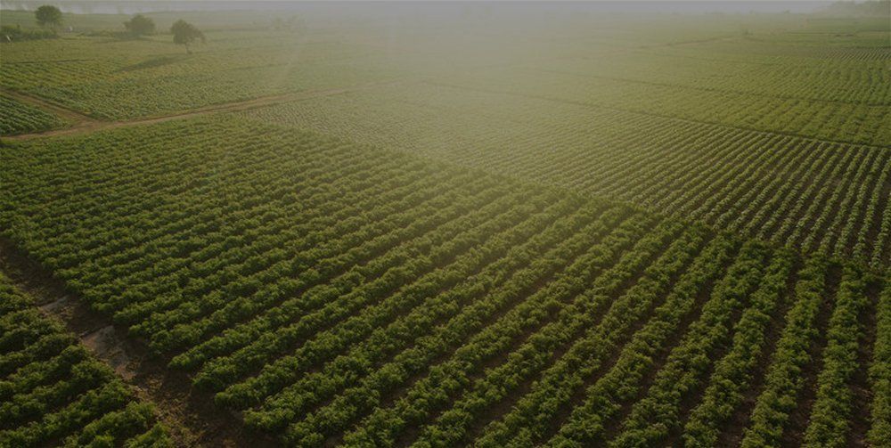 Our tobacco