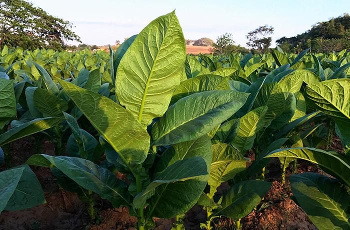 Tobacco Of Poland - Blog